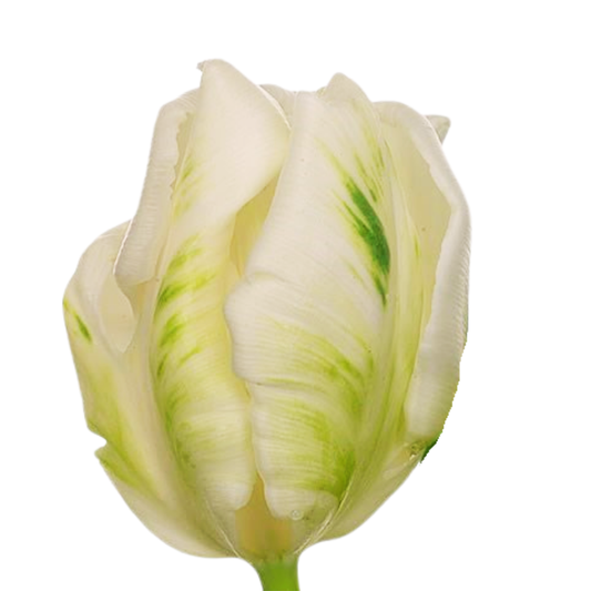 9 Tulpe Super Parrot