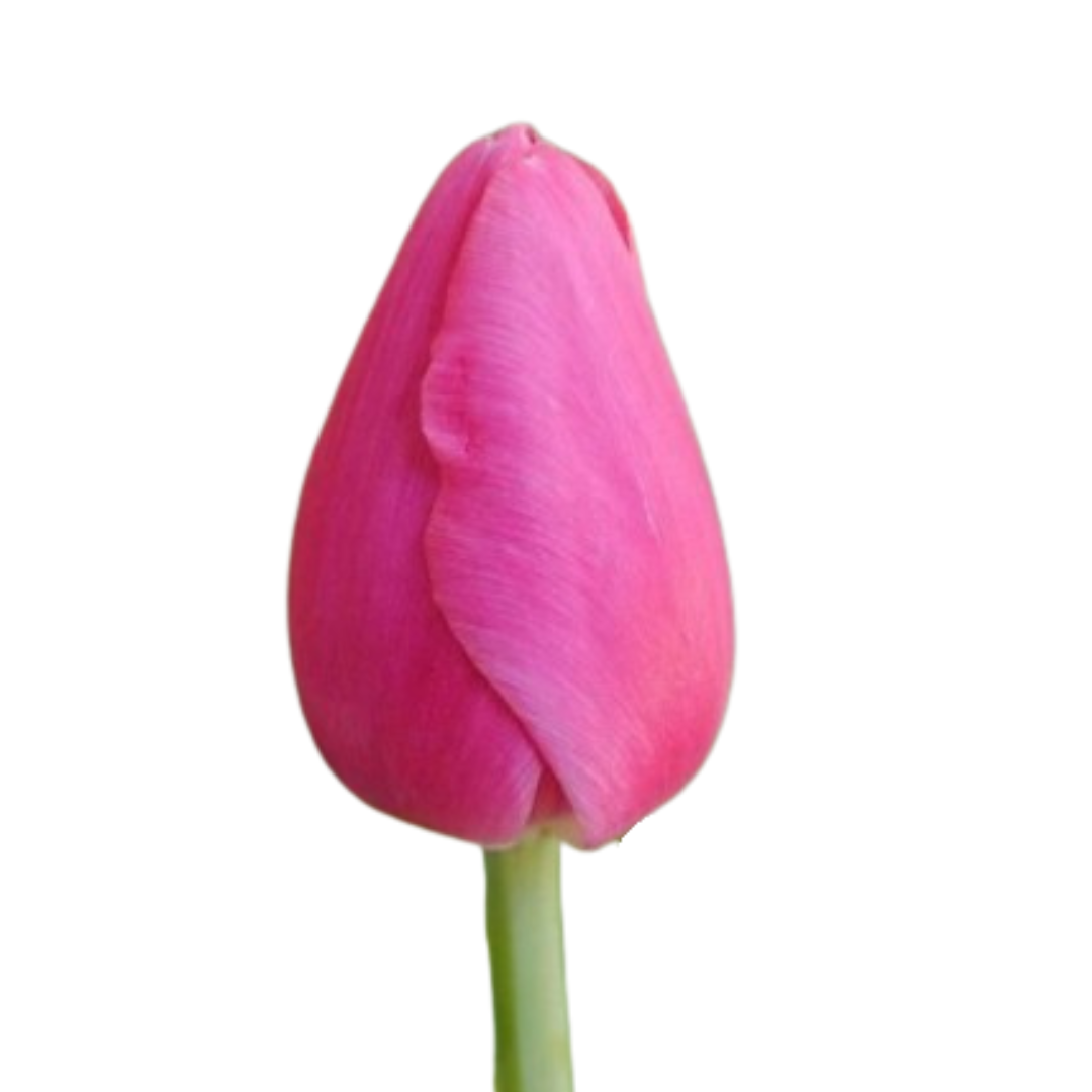 9 Tulpe Frontline