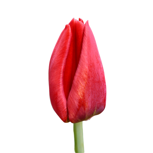 9 Tulpe LoveFligtht
