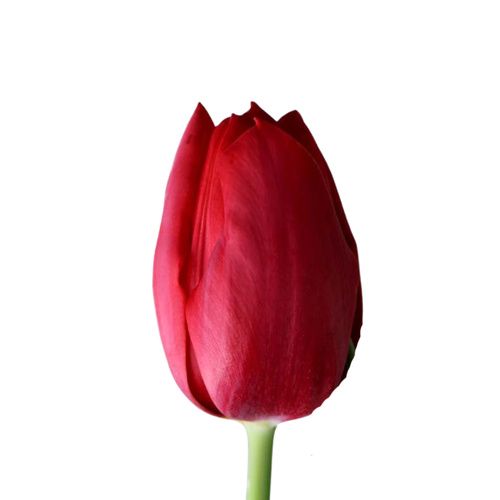 9 Tulpe Delta Red