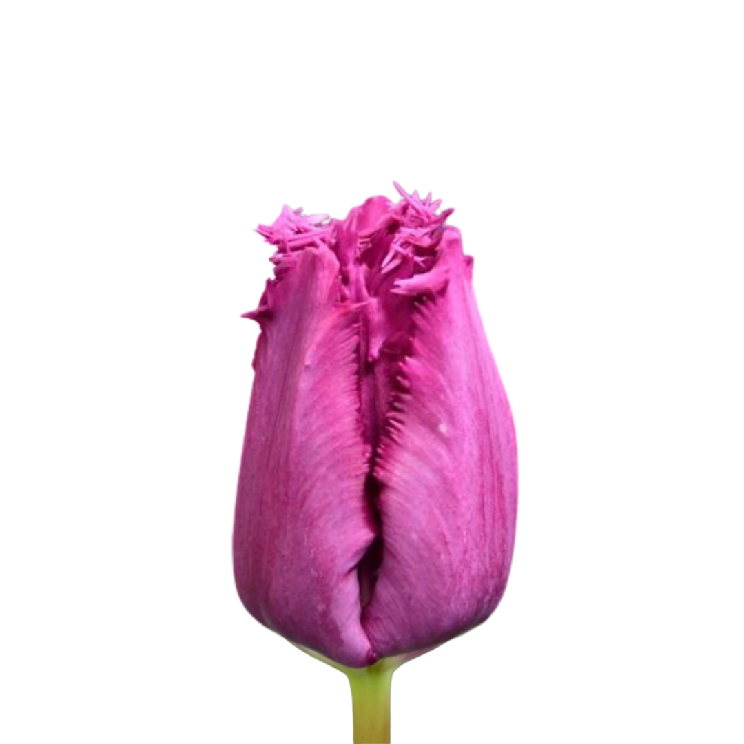 9 Tulpe Clemente
