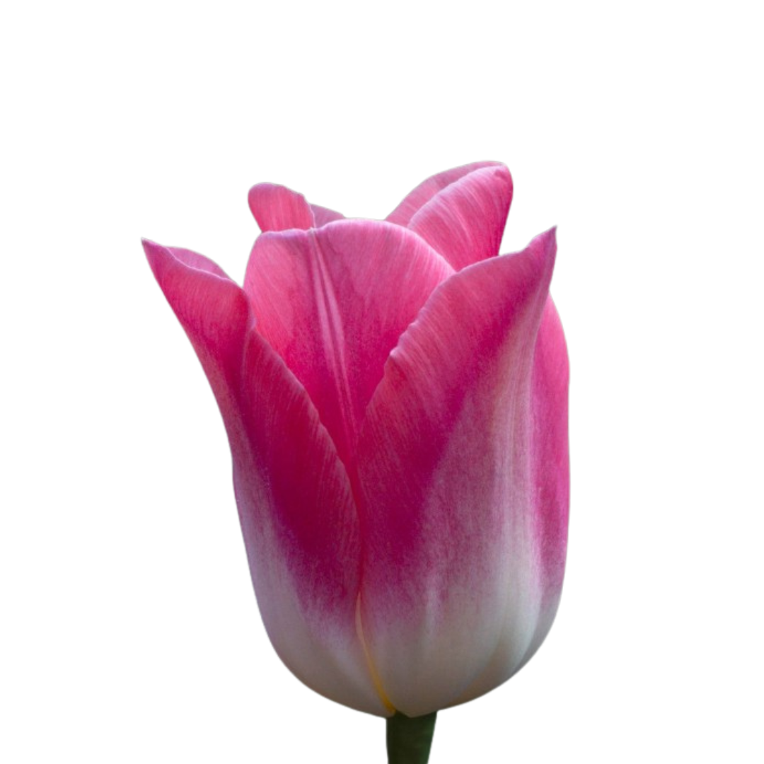 9 Tulpe Dynasty