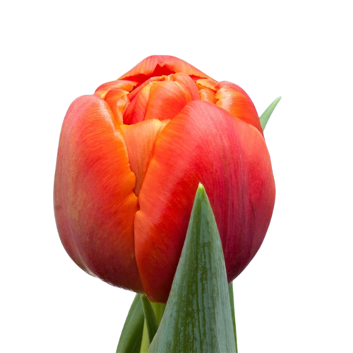9 Tulpe Icoon