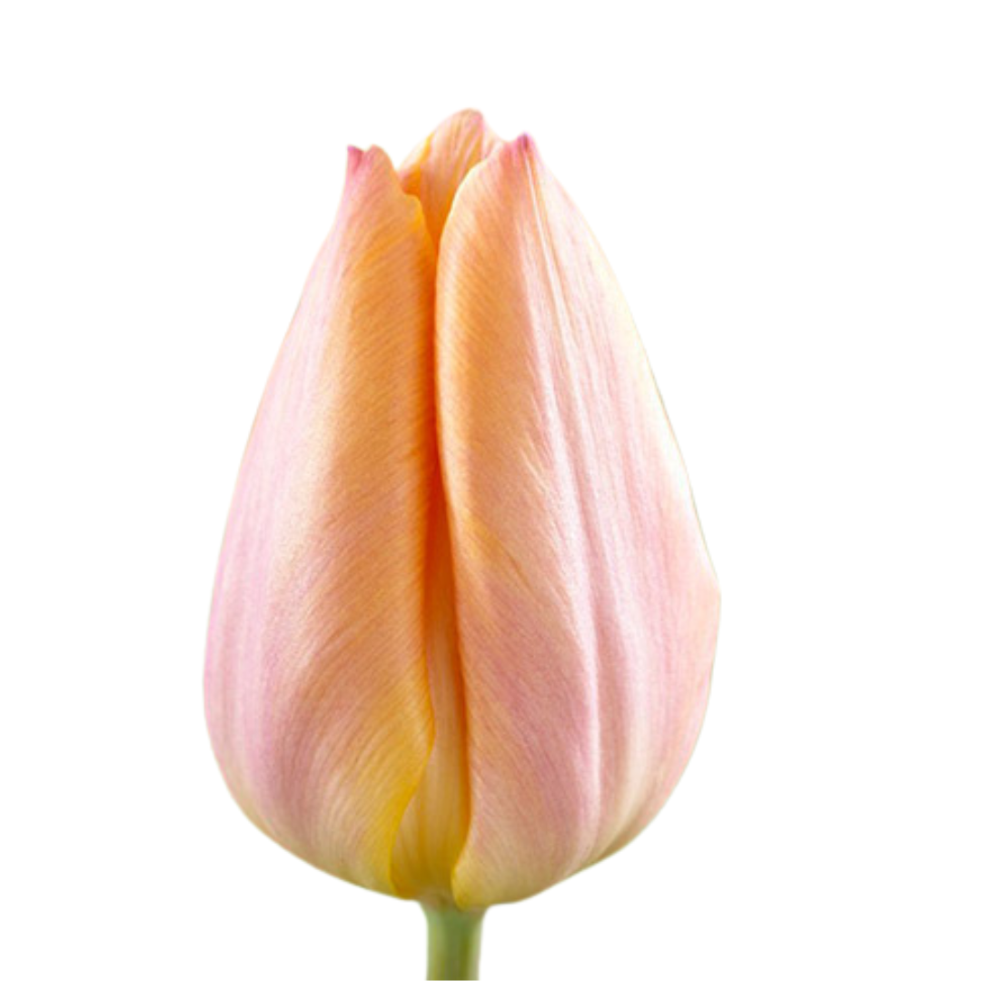 9 Tulpe Salmon Prince