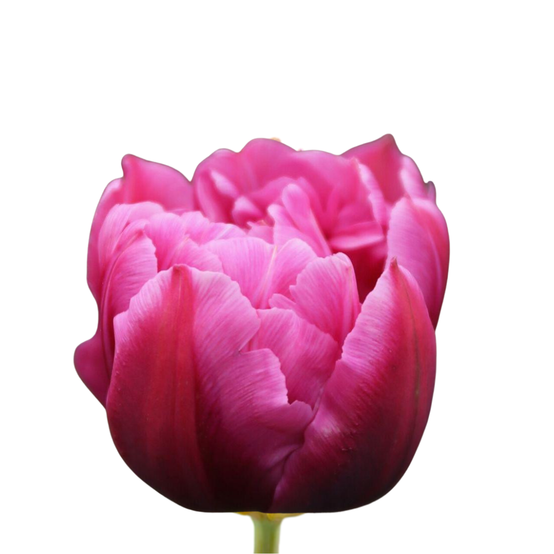 9 Tulpe Margarita