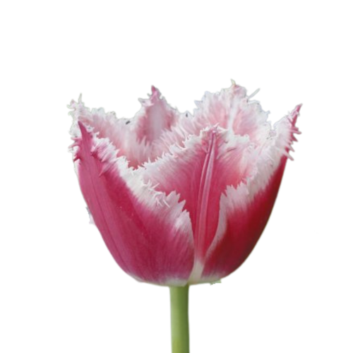 9 Tulpe Bell Song