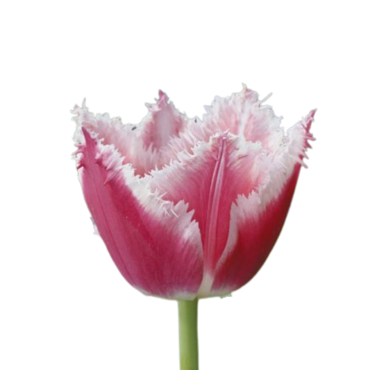 9 Tulpe Bell Song