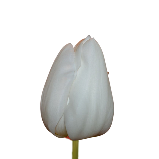 9 Tulpe Albatros