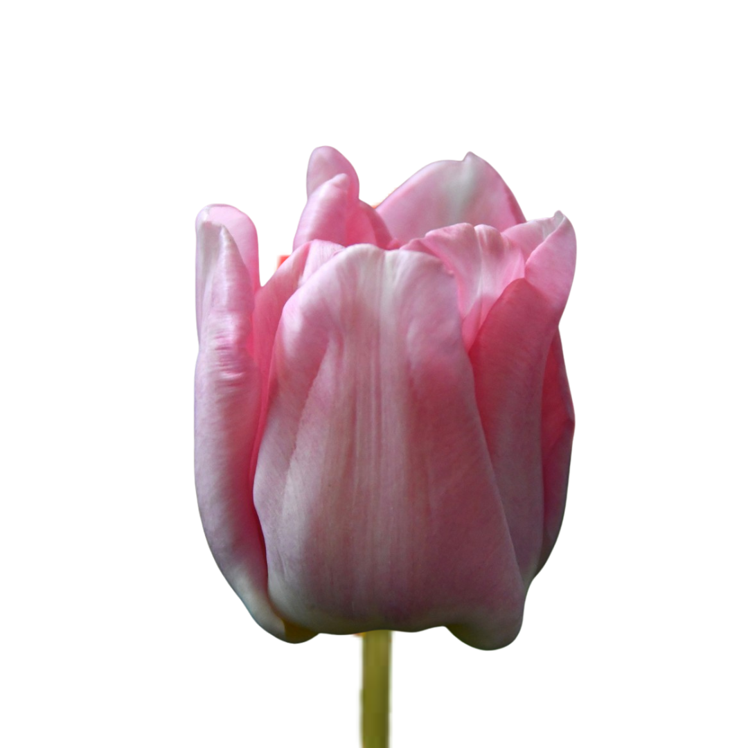 9 Tulpe Mariage