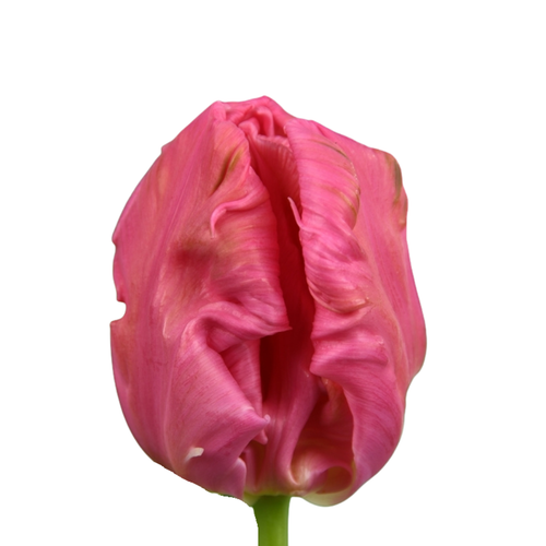 9 Tulpe Marvel Parrot