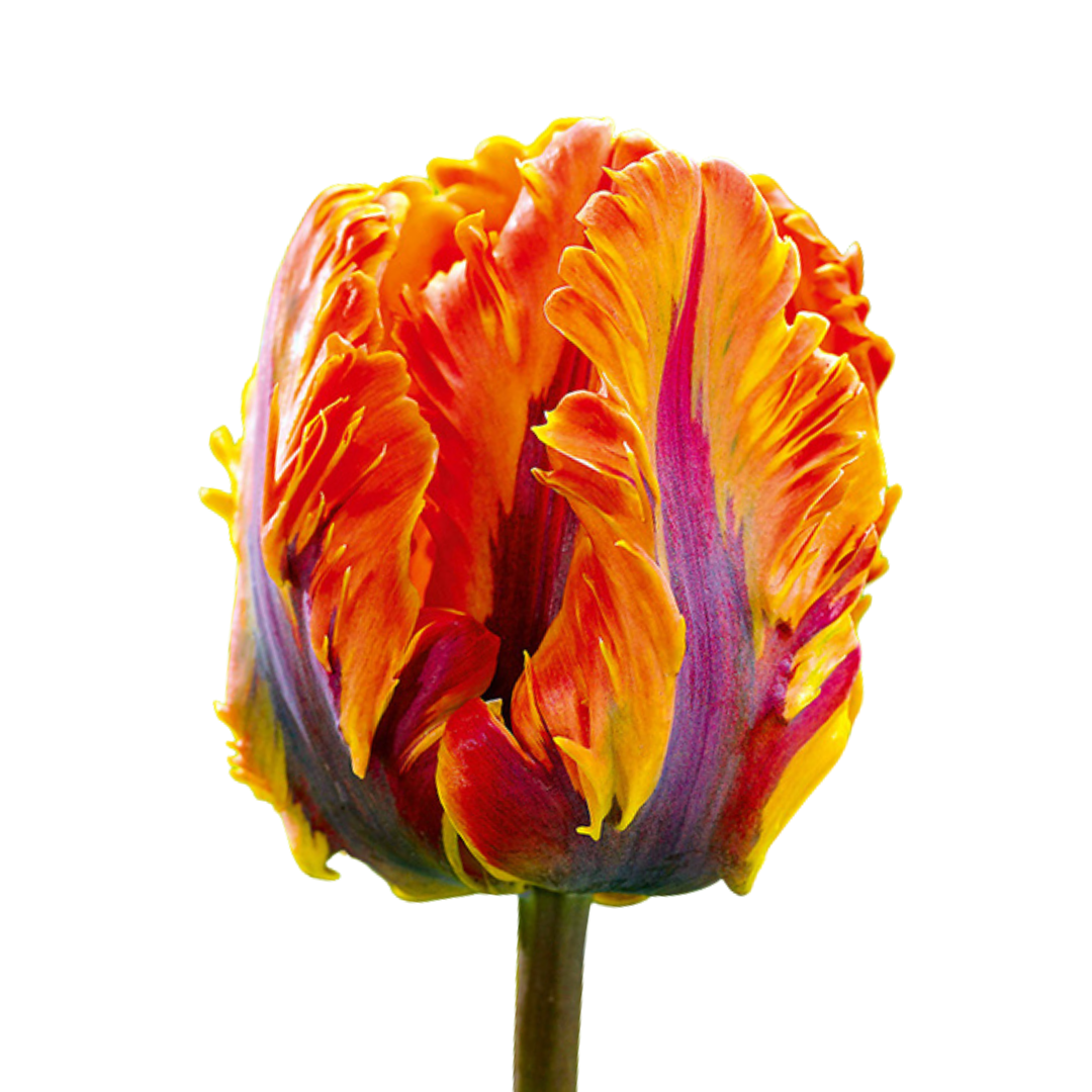 9 Tulpe Irene Parrot