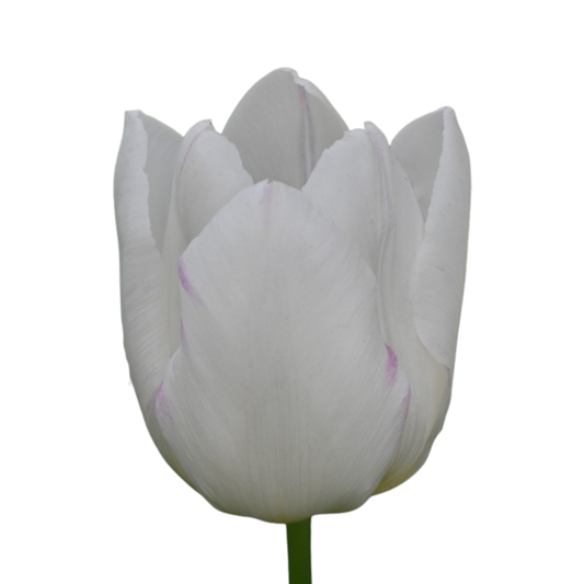 9 Tulpe White Prince