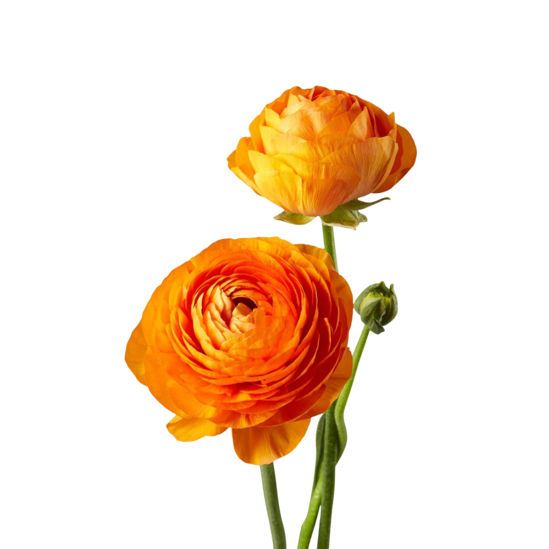 9 Rununkuls Orange