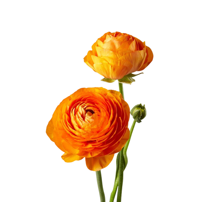 9 Rununkuls Orange