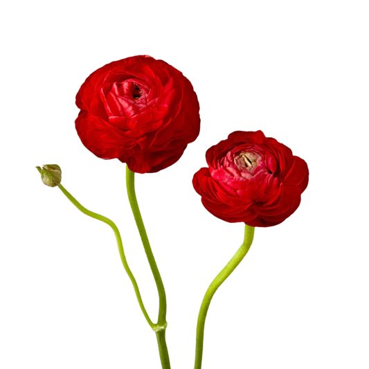 9 Rununkuls Red