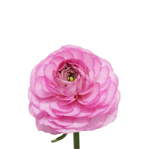 9 Rununkuls Dark Pink