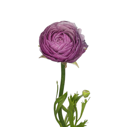 9 Rununkuls Purple Jean