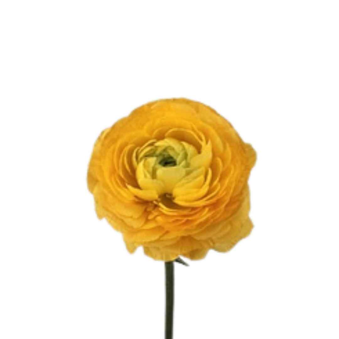 9 Rununkuls Yellow