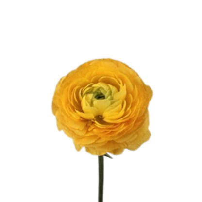 9 Rununkuls Yellow