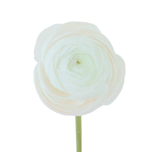 9 Rununkuls White