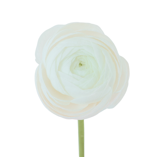 9 Rununkuls White
