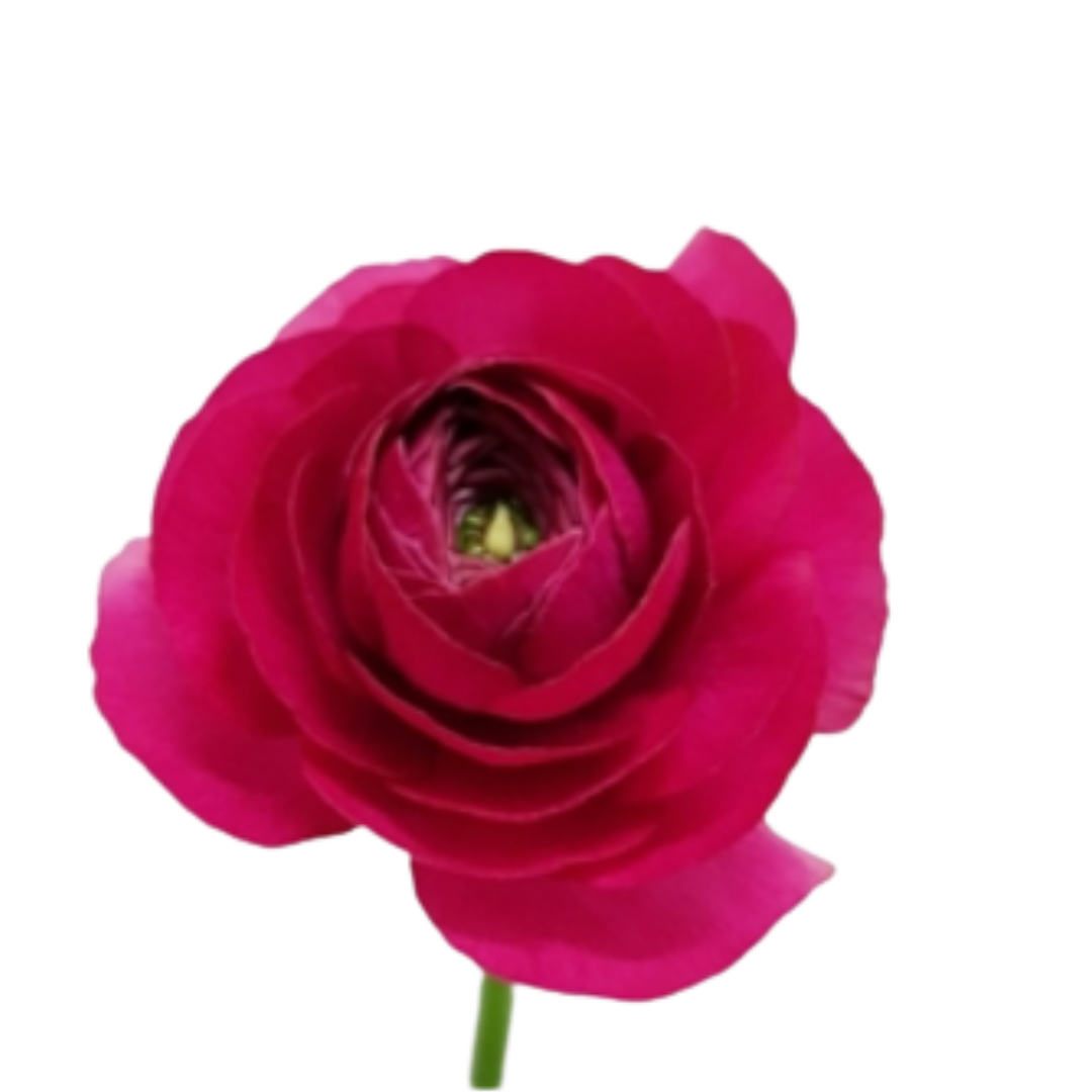 9 Rununkuls Hot Pink