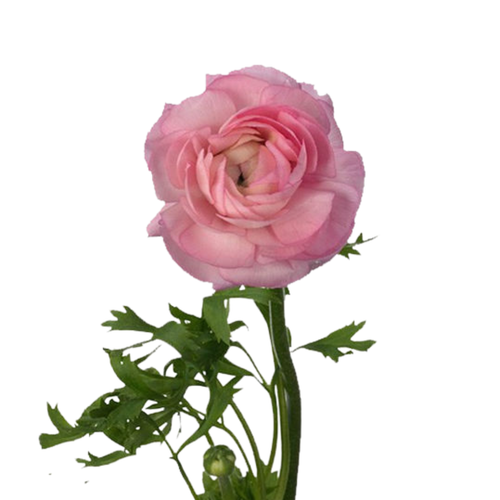 9 Rununkuls Pink