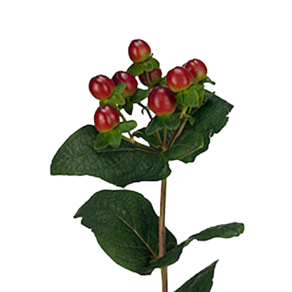 9 Hiperikums  Season