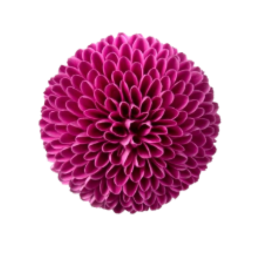 9 Krizantēma Roxo
