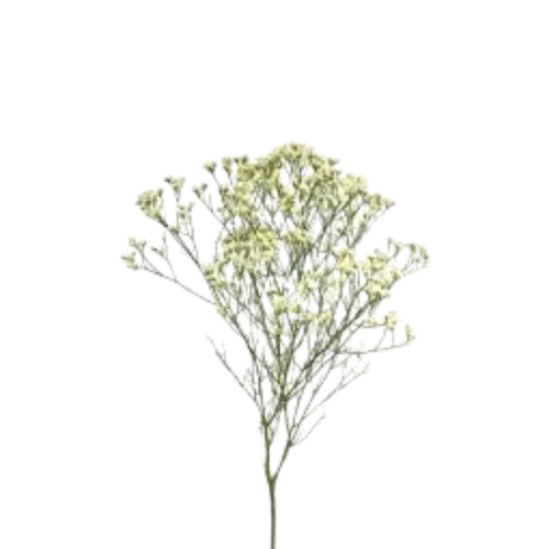 9 Limonija sinense Pina Colada