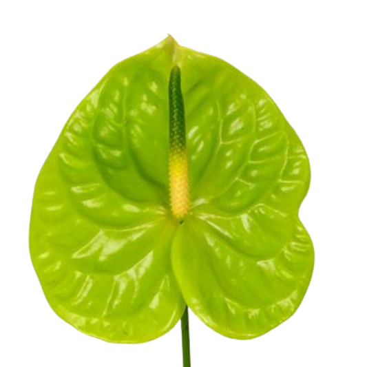 9 Antūrija Grand Slam