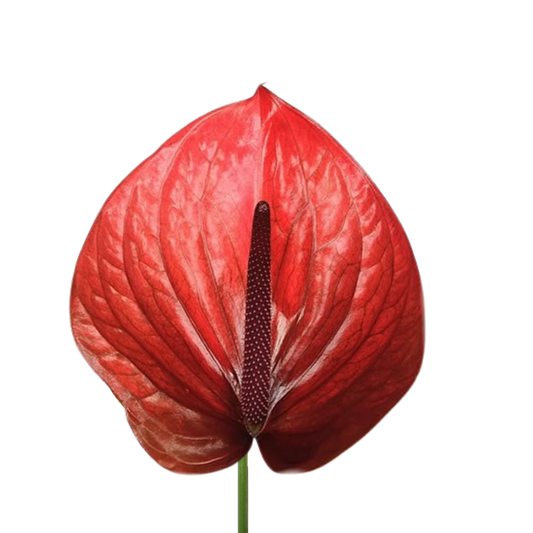 9 Antūrija Cantello