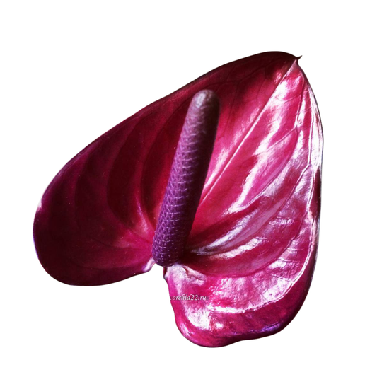 9 Antūrija Purple Heart