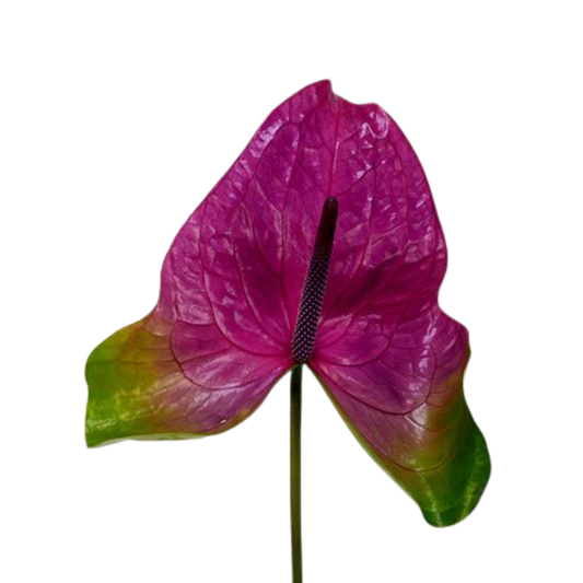 9 Antūrija Rembr Purple