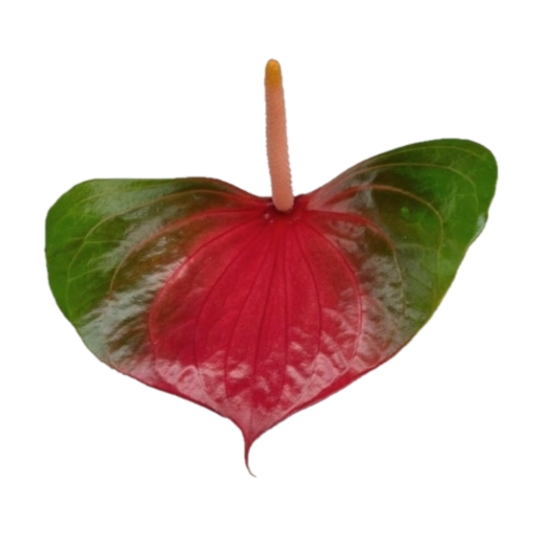 9 Antūrija Exciting Love