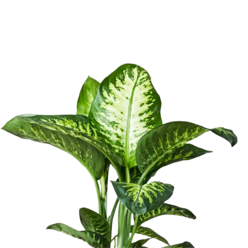 9 DecoGroen Groot Blad
