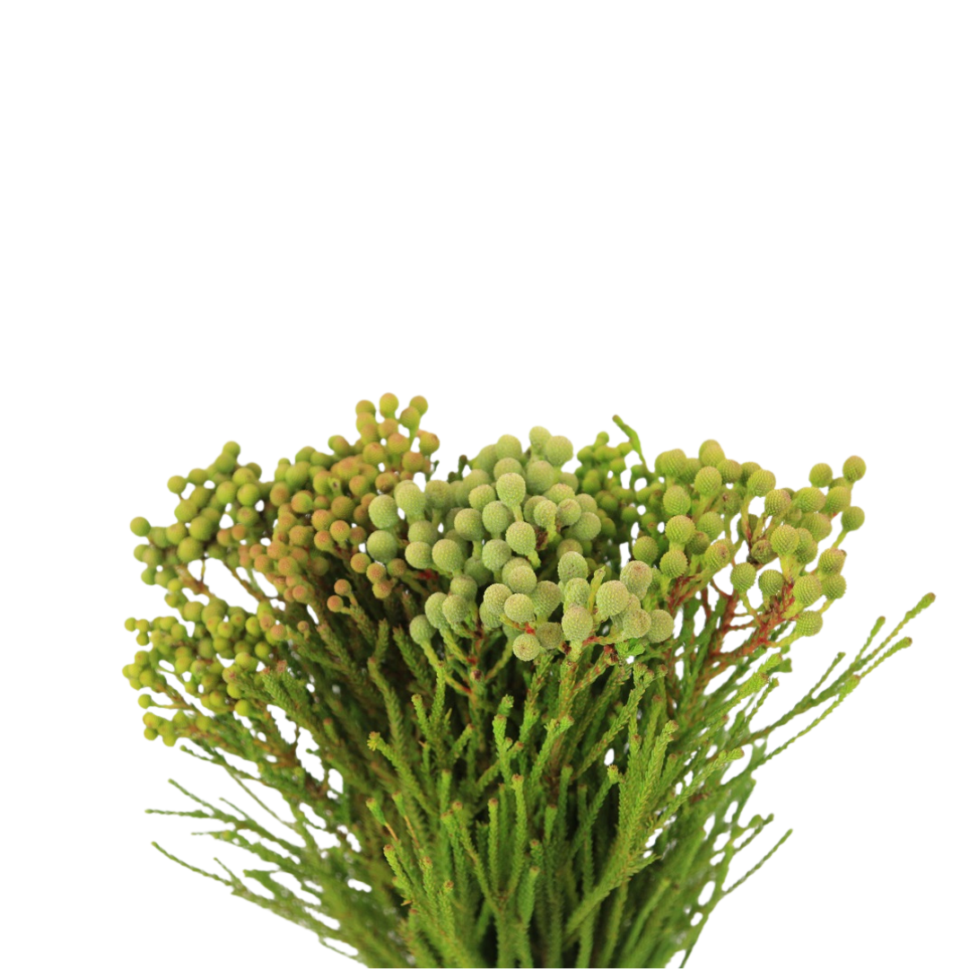 9 Kaaps Groen