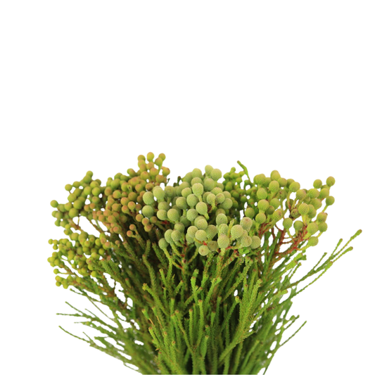 9 Kaaps Groen