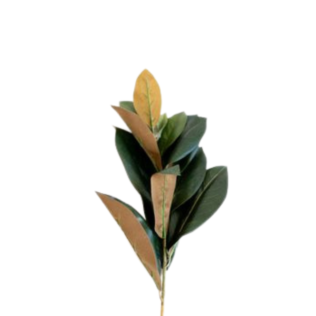 9 Magnolia Grandifl
