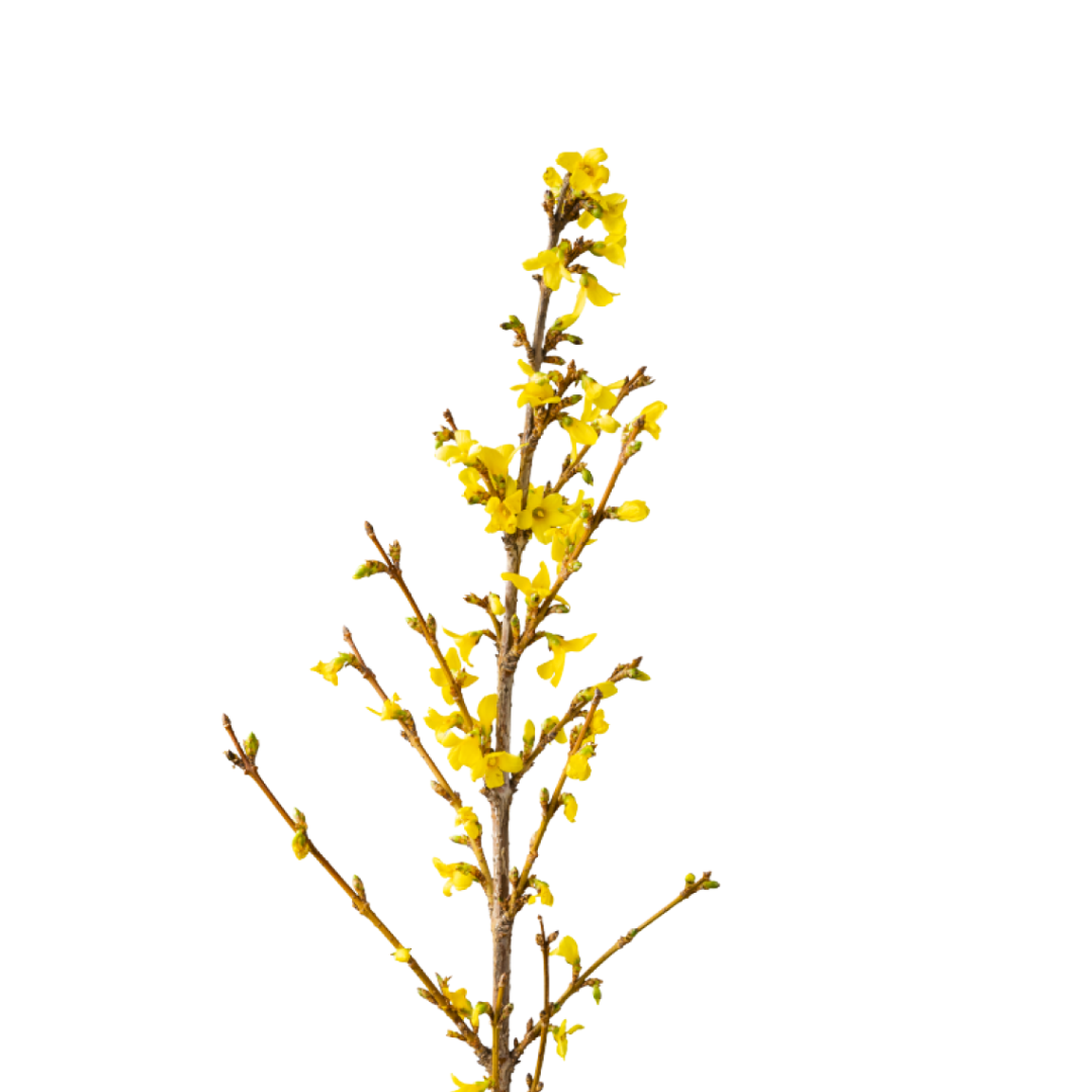9 Forssy Spectabilis