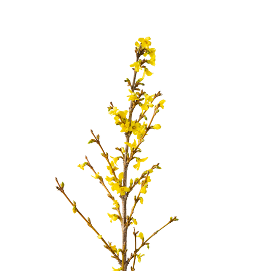 9 Forssy Spectabilis