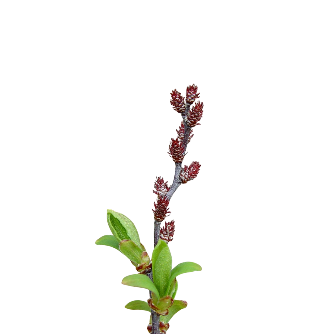 9 Myrica Gale