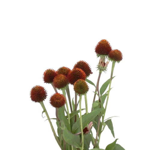 9 Echi Purpurea
