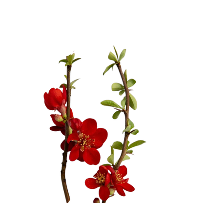 9 Chaenomeles Superba