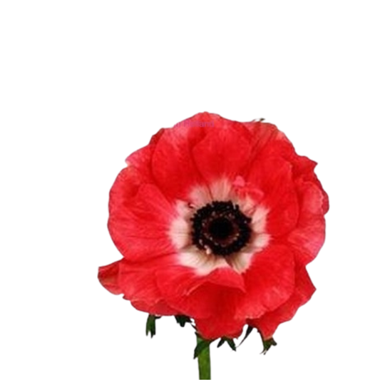 9 Anemone Galil Rood