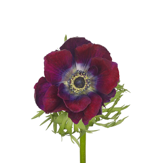 9 Anemone Galil Bordeaux