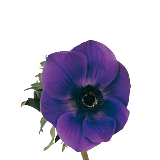 9 Anemone Galil Blauw