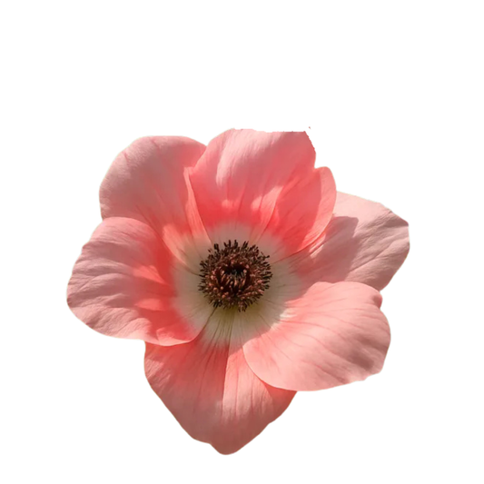 9 Anemone Carmel Barbi