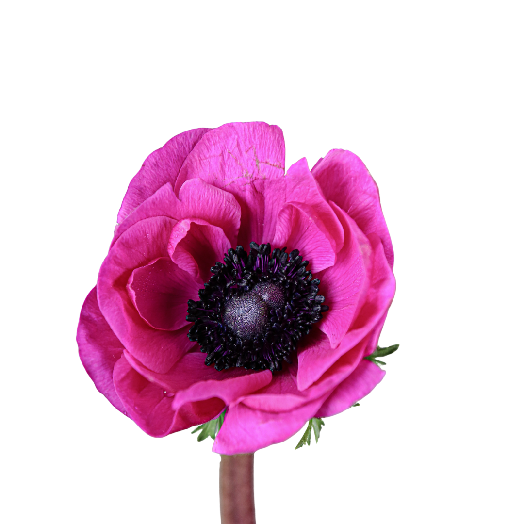 9 Anemone Galil Purper