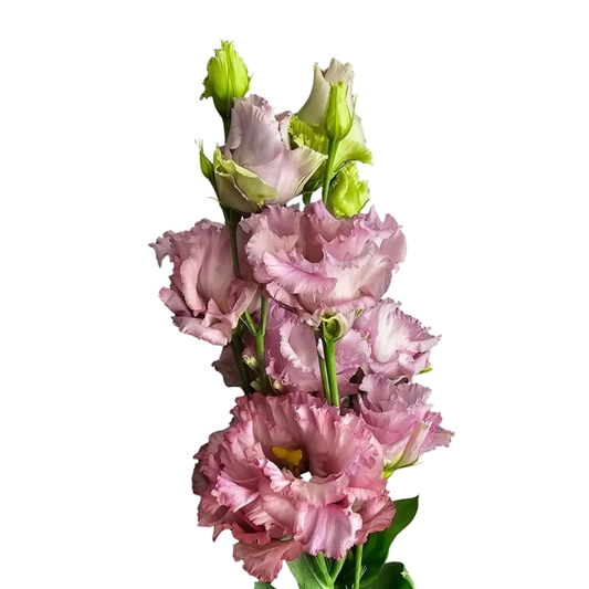 9 Lizante Julius Grape